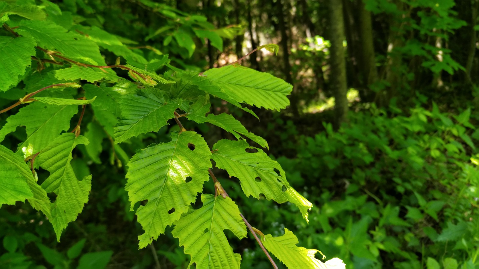 Hidden Herbivores，Vaud, Swiss, 2021